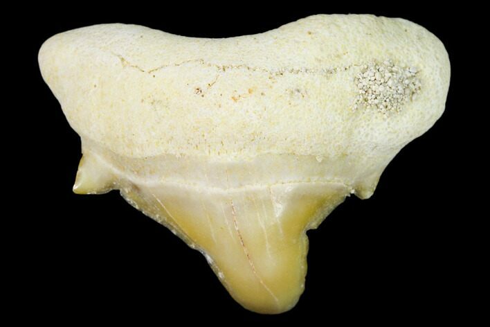 Pathological Shark (Otodus) Tooth - Morocco #108258